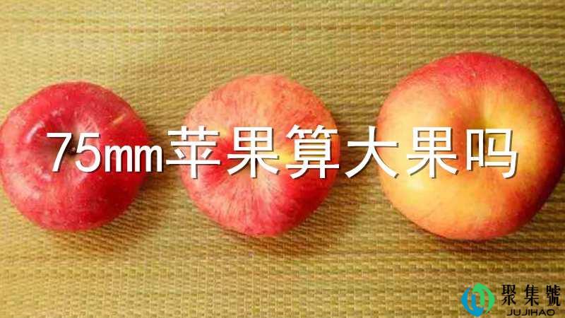 75mm苹果算大果吗