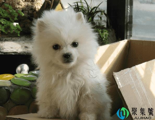 博美犬的训练方法