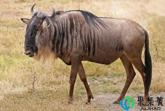 牛羚和角马的区别