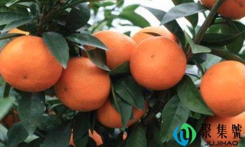 沃柑哪里的好吃