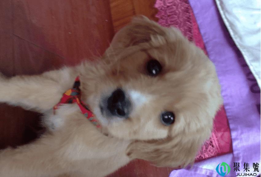 狗狗死前有什么现象