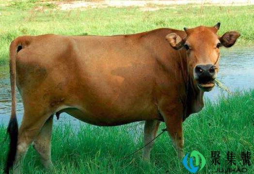 牛代表什么数字