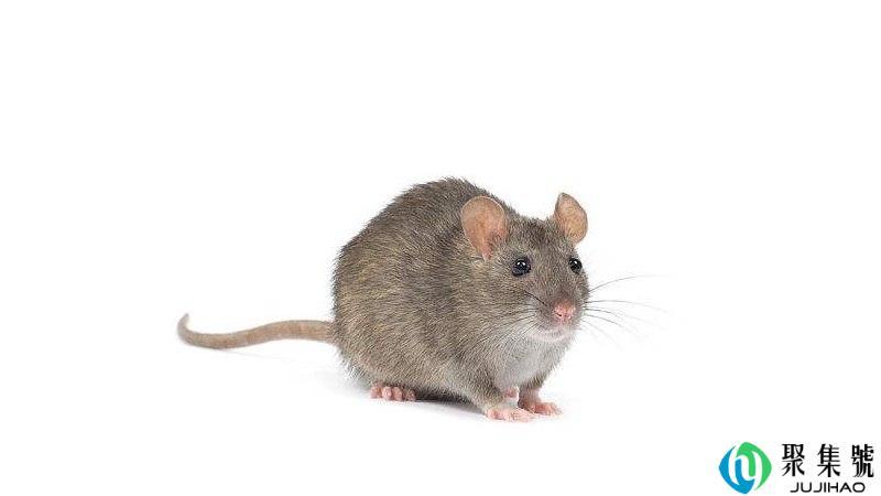 哑铃是指什么生肖