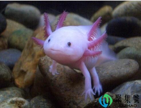 怎样分辨蝾螈和娃娃鱼