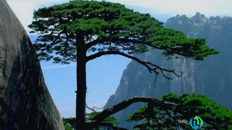 黄山五绝分别是什么