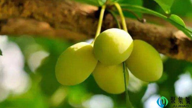 银杏果肉可以吃么