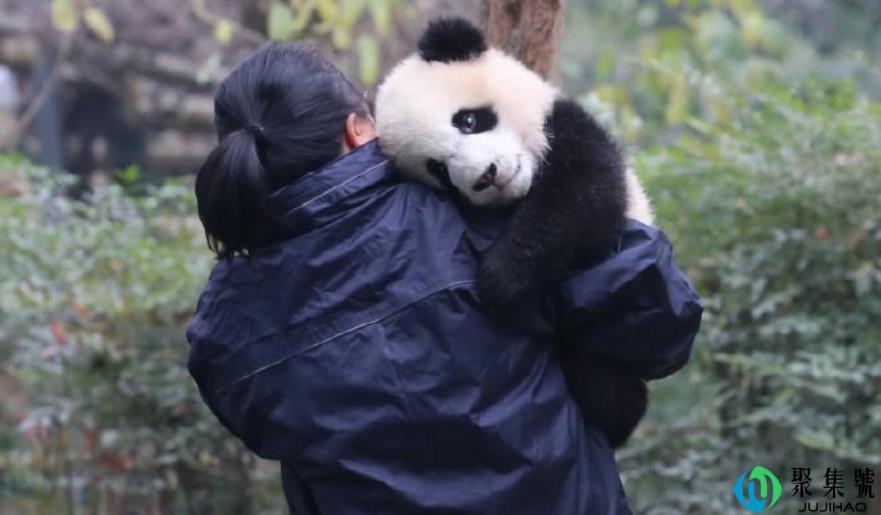 大熊猫出去浪不肯回家，奶妈把它举高高，吓得窝在奶妈怀里不敢动