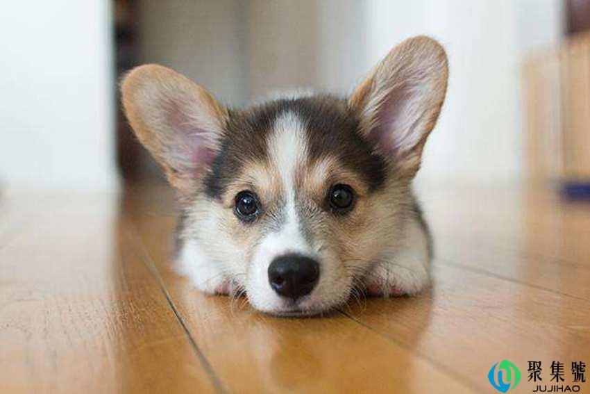 狗狗细小扛过5天会好吗