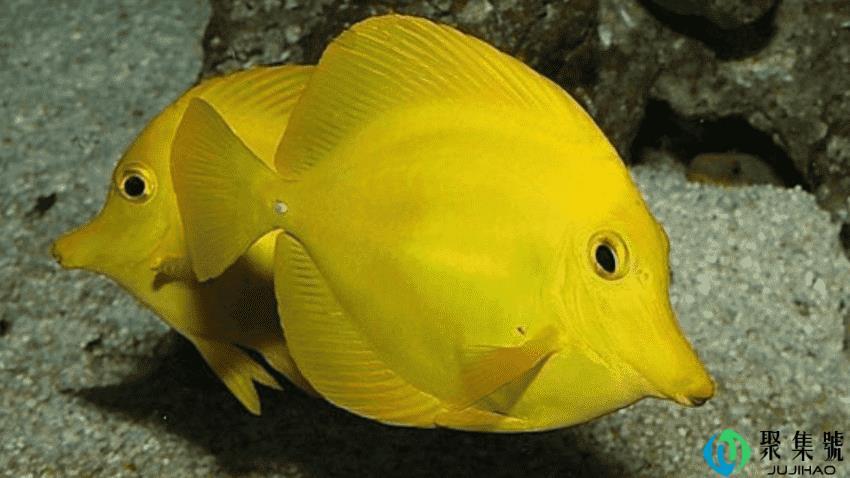 鱼繁殖方式是怎样的