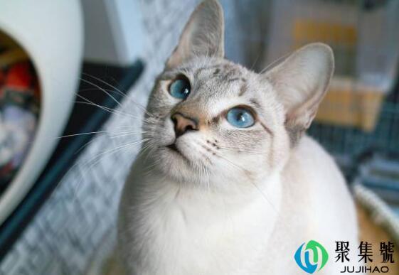 虎斑暹罗贵还是暹罗贵