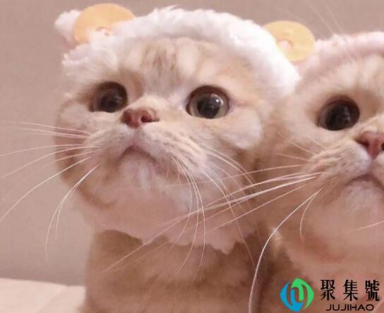 敲可爱什么意思