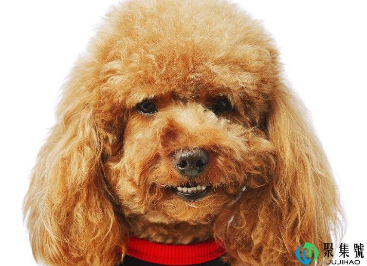 泰迪微小体型表