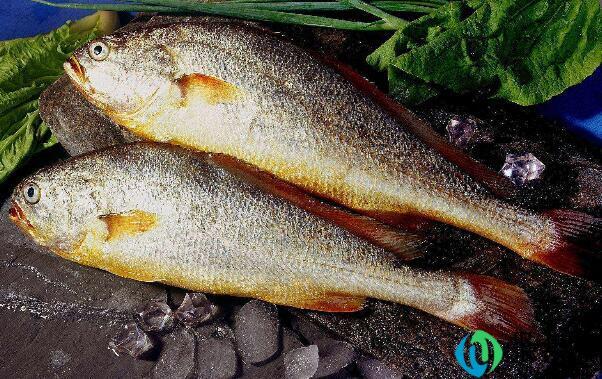 中国大黄鱼之乡是哪里