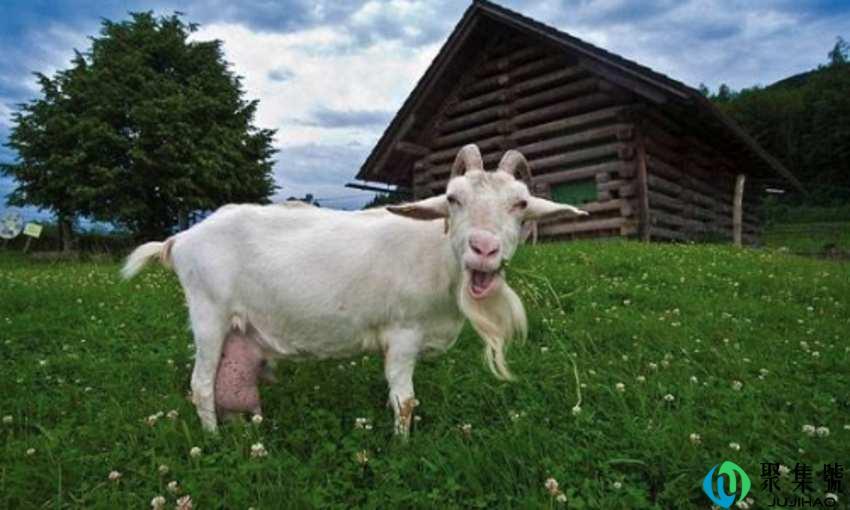 刚挤的羊奶保存方法是什么