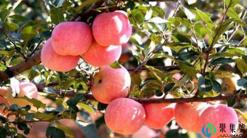 苹果之乡是哪里