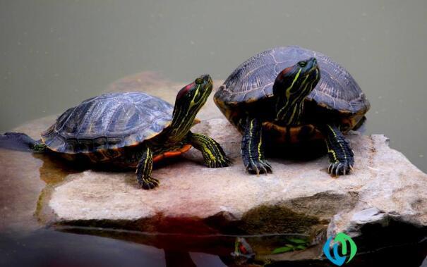 如何养乌龟小常识