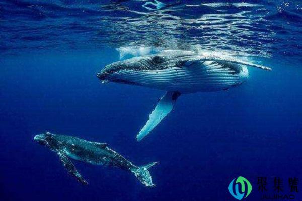 鲸为什么不是鱼