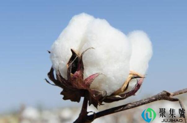 95棉是什么意思