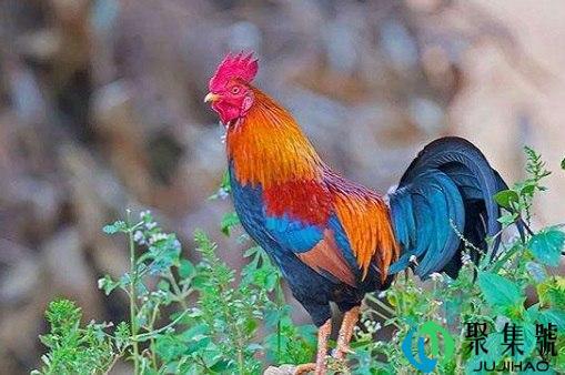 手机代表什么生肖