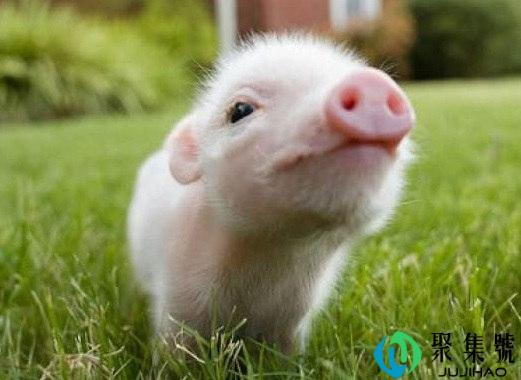 斩代表什么生肖