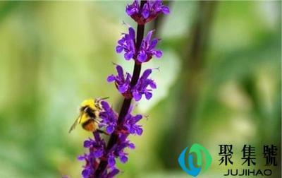 紫丹参和丹参的区别