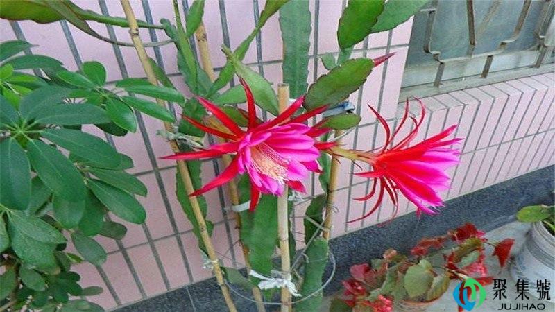 令箭荷花的花语