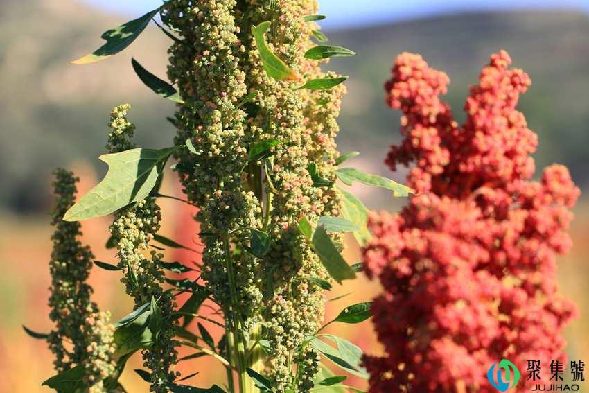 藜麦煮之前要泡多久