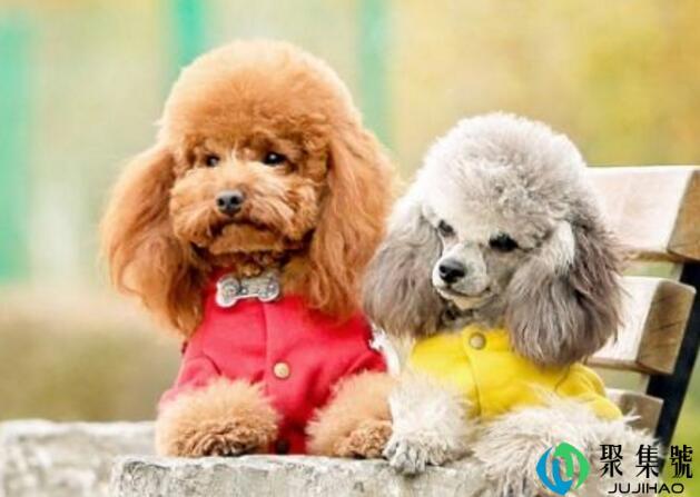 贵宾体型对照表