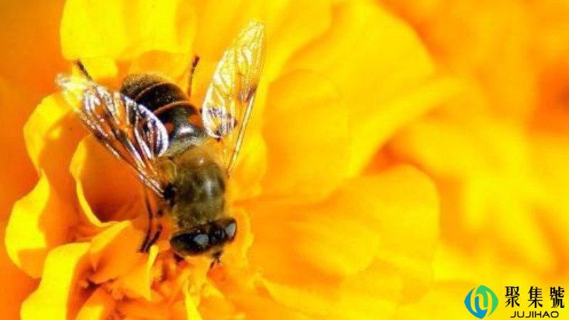 蜜蜂命是什么意思