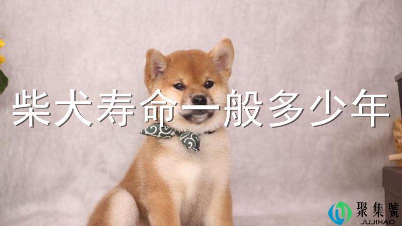 柴犬寿命一般多少年