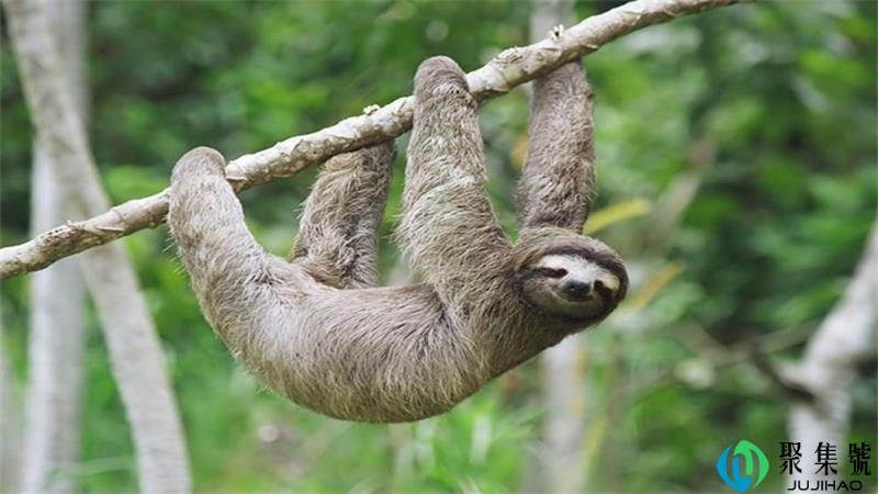 树懒为什么会拉人下水