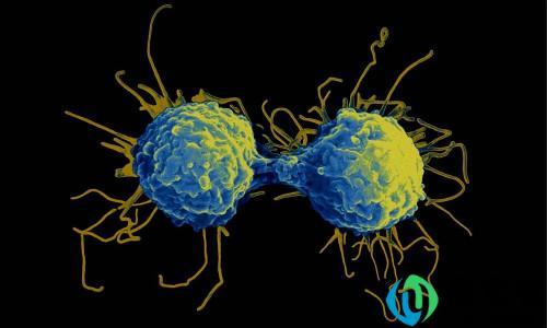 人体细胞的作用是什么