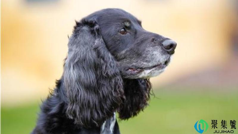 史宾格智商排名