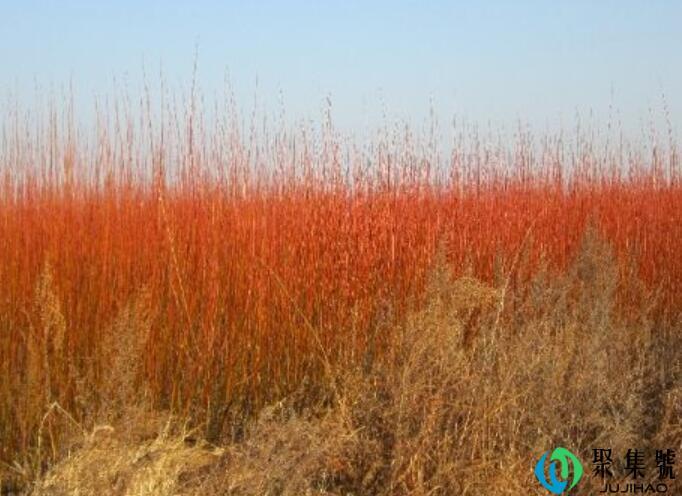 红皮柳传播种子的方式