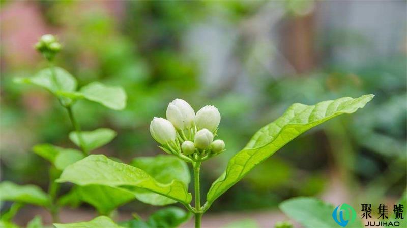 茉莉适合深盆还是浅盆