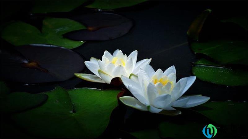 莲色的代表什么生肖