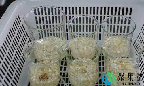 怎样分辨甲醛金针菇