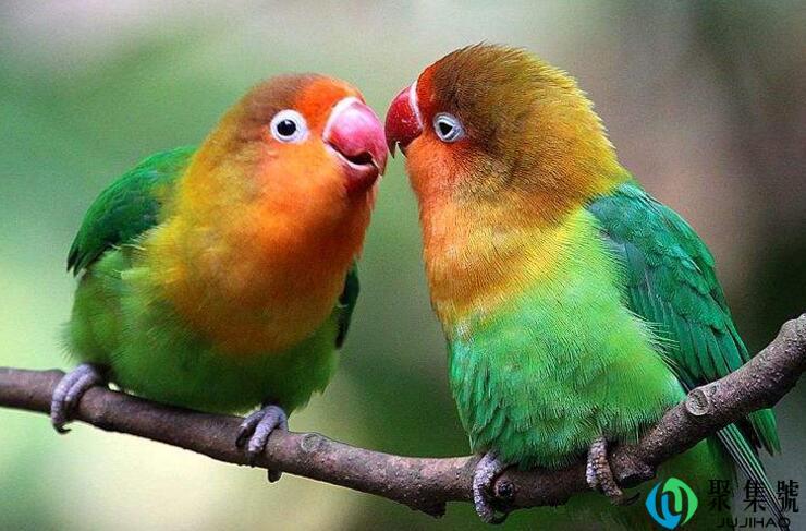 鹦鹉喜欢听什么音乐