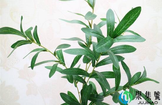 橄榄枝的花语