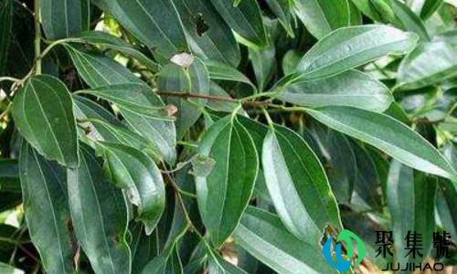 天竺桂有什么用途