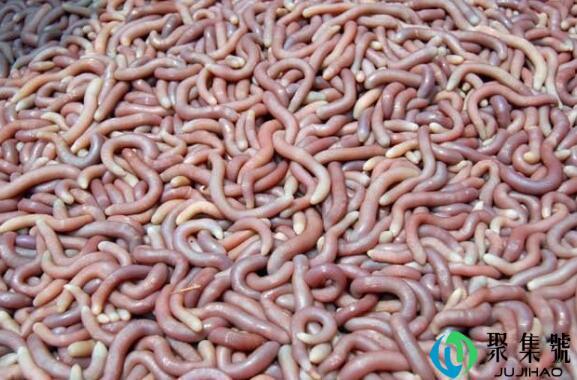 泥丁和沙虫有区别吗