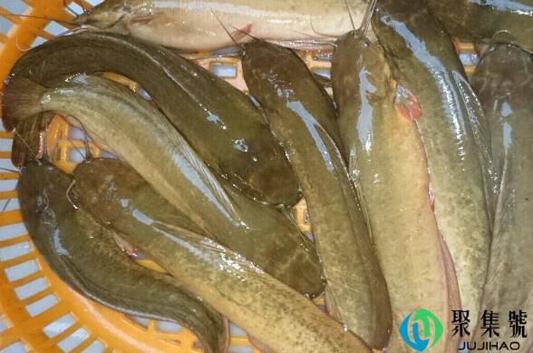 塘鲺鱼为什么不能吃