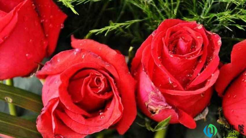 玫瑰送11朵还是19朵