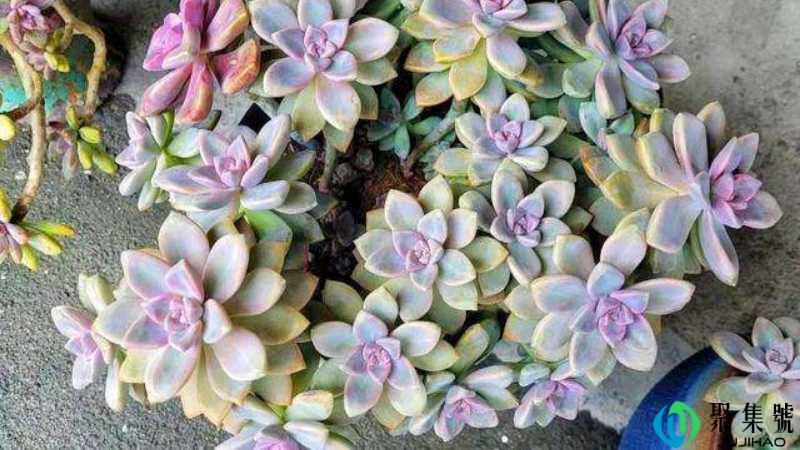 淡雪耐寒多少度