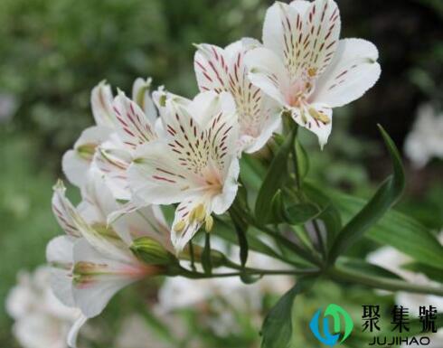 六出花花语是什么