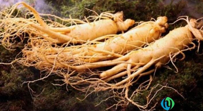 朝鲜有什么特产