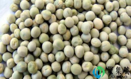 白豌豆和青豌豆的区别有哪些