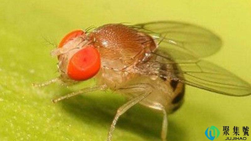 家里果蝇特别多怎么办