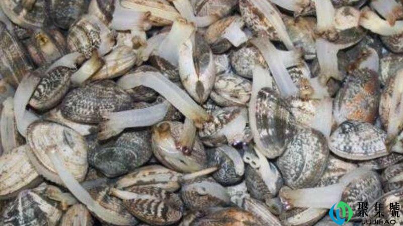 肥蛤和花蛤的区别