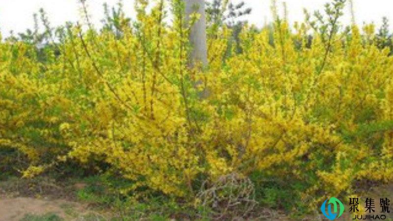 柠条能活多少年